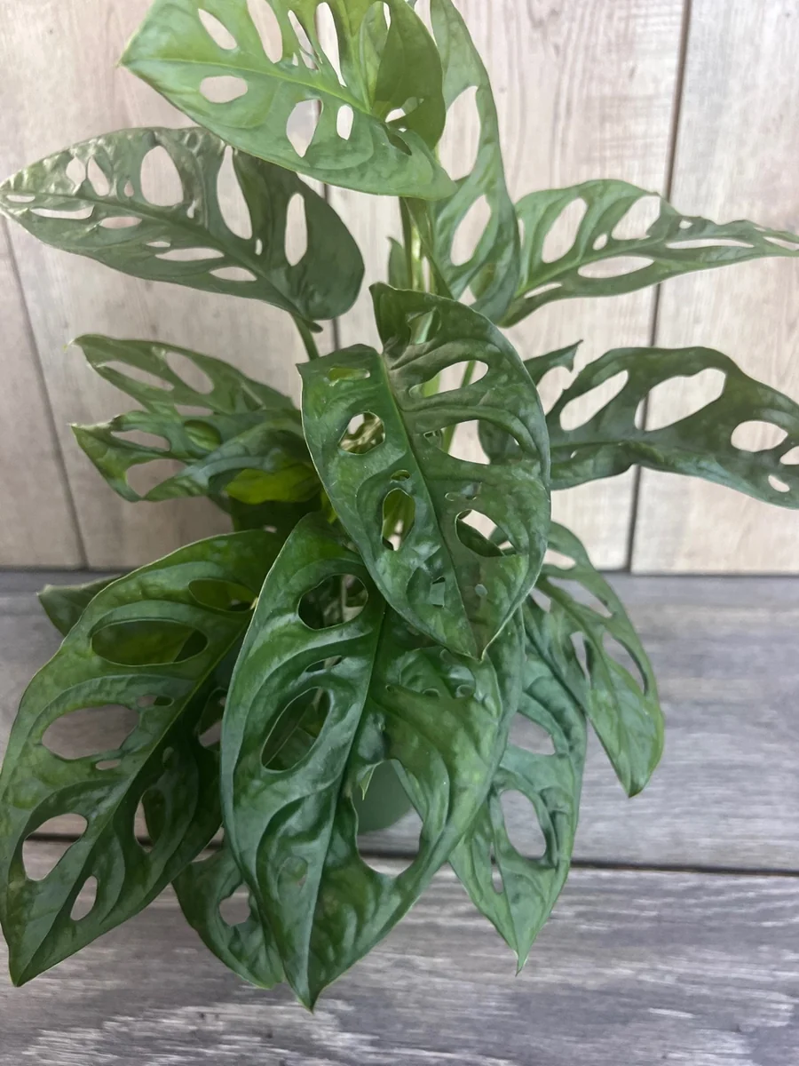 Monstera Adansonii Live Plant – Swiss Cheese Vine – 4 inch Pot – Indoor/Outdoor - Image 1