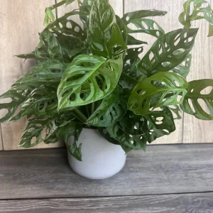 Monstera Adansonii Live Plant – Swiss Cheese Vine – 6 inch Pot – Indoor Houseplant - Image 4