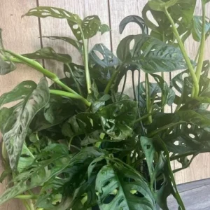 Monstera Adansonii Live Plant – Swiss Cheese Vine – 8 inch HB Pot – Indoor - Image 1