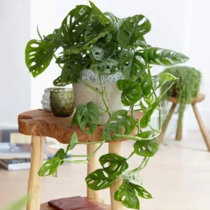 Monstera Adansonii Live Starter Plant – Indoor Houseplant – Unique Foliage - Image 1