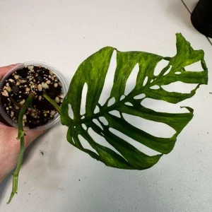 Monstera Adansonii Mottled Live Plant - Rare Variegated Swiss Cheese Houseplant - Image 1
