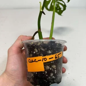 Monstera Adansonii Mottled Live Plant - Rare Variegated Swiss Cheese Tropical Houseplant - Image 4