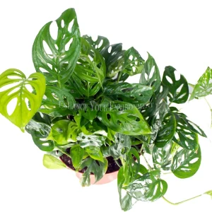 Monstera Adansonii Swiss Cheese Live Plant – 8'' Pot – Indoor Tropical - Image 2