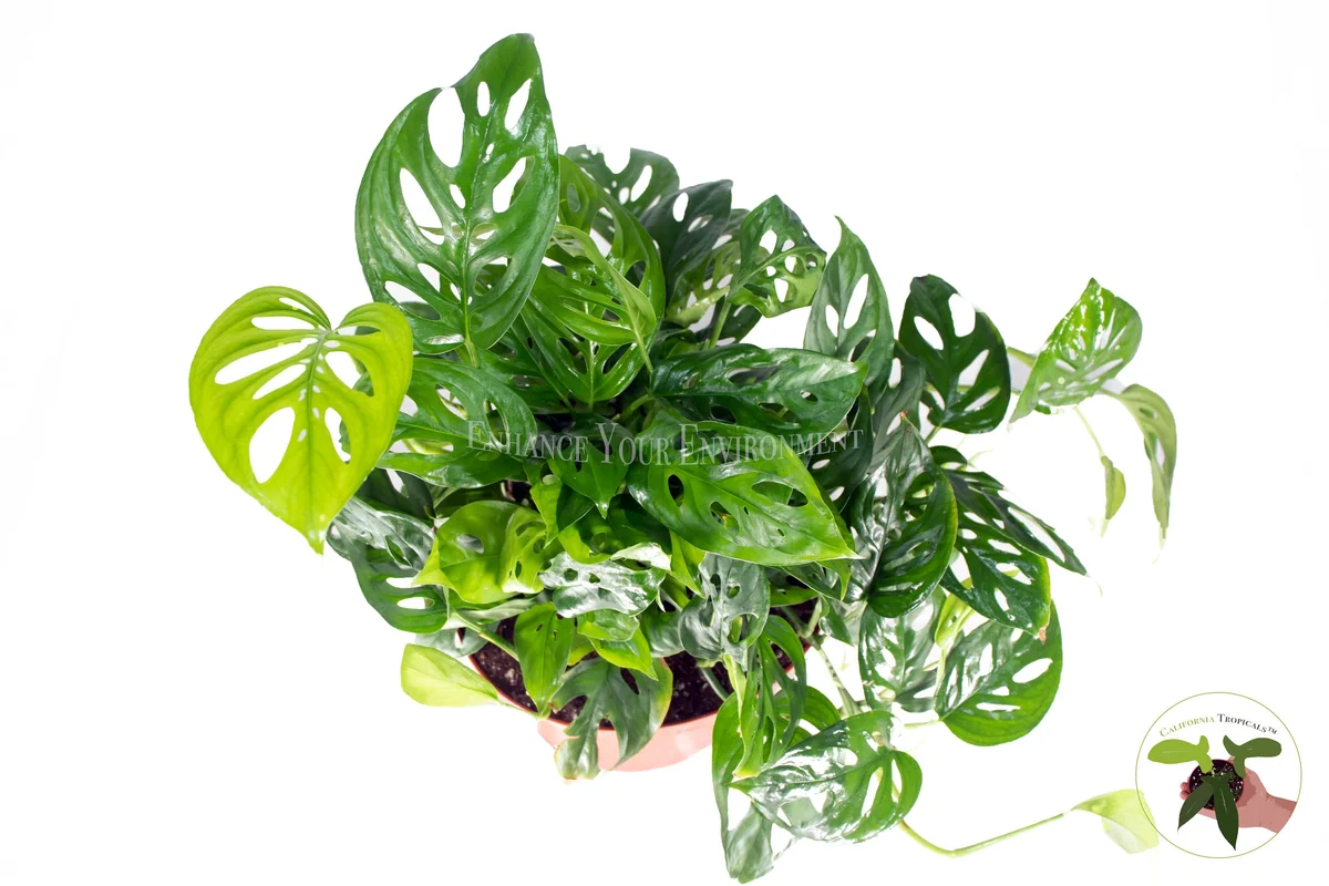 Monstera Adansonii Swiss Cheese Live Plant – 8'' Pot – Indoor Tropical - Image 2