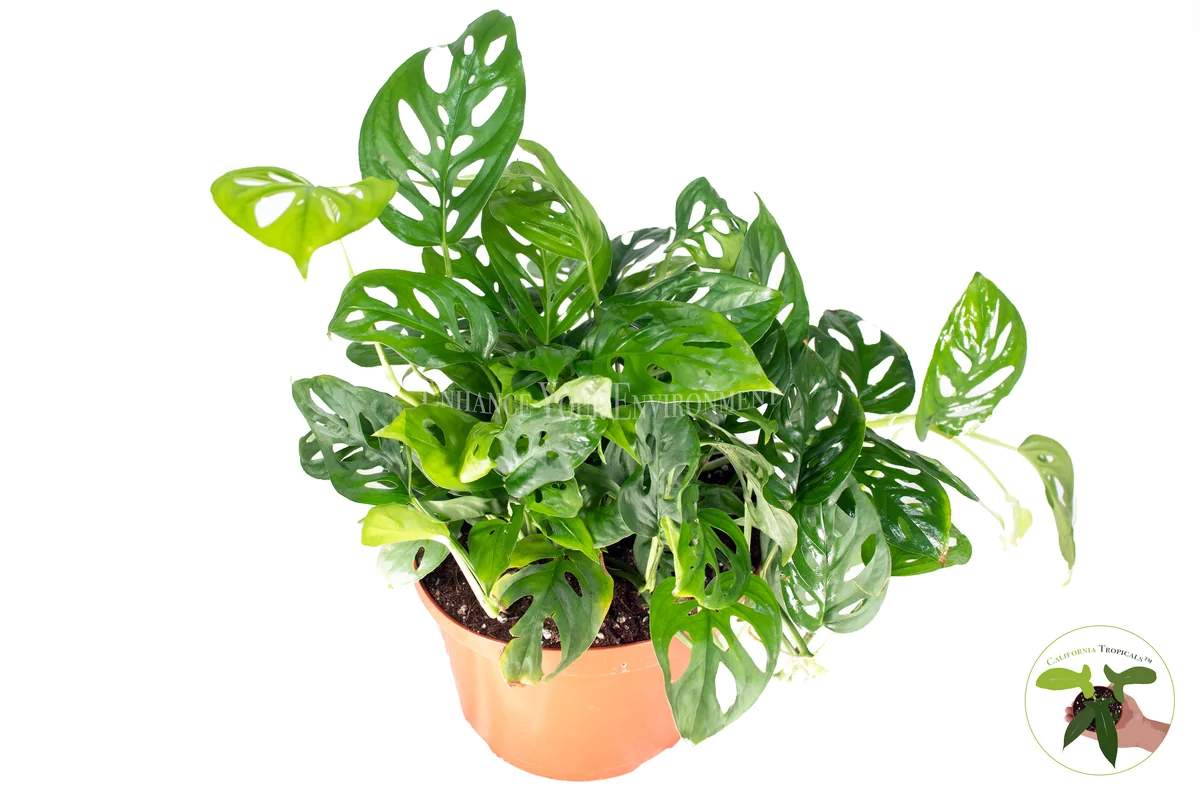 Monstera Adansonii Swiss Cheese Live Plant – 8'' Pot – Indoor Tropical - Image 1