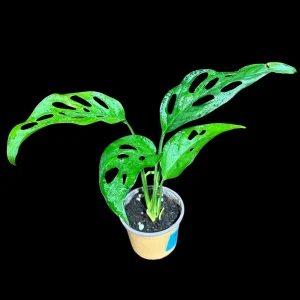 Monstera Adansonii Swiss Cheese Live Potted Plant - 2 inch Pot - Indoor Air Purifying - Image 2