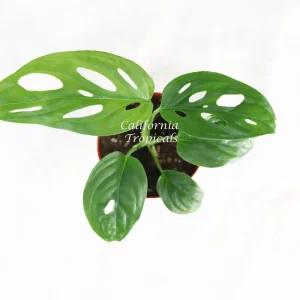 Monstera Adansonii Swiss Cheese Plant – Live Houseplant – 2 inch Pot – Indoor - Image 2