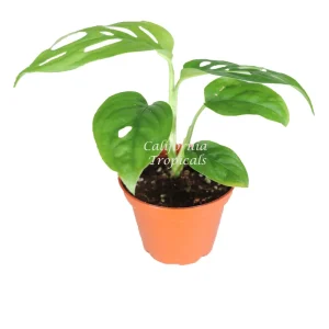 Monstera Adansonii Swiss Cheese Plant – Live Houseplant – 2 inch Pot – Indoor - Image 1