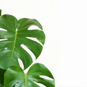 Monstera Adansonii Swiss Cheese Plant – Live Plant – 4 inch Pot – Indoor - Image 3