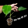 Monstera Albo Live Plant - Variegated Borsigiana Albo Houseplant - Image 1