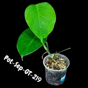 Monstera Albo Live Plant - Variegated Borsigiana Albo Houseplant - Image 2