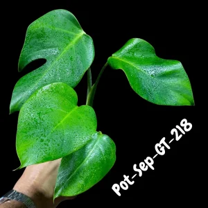 Monstera Albo Live Plant - Variegated Borsigiana Albo Houseplant - Image 3