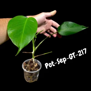 Monstera Albo Live Plant - Variegated Borsigiana Albo Houseplant - Image 1