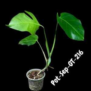 Monstera Albo Live Plant - Variegated Borsigiana Albo Houseplant - Image 4