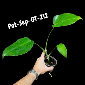 Monstera Albo Live Plant - Variegated Borsigiana Albo Houseplant - Image 6