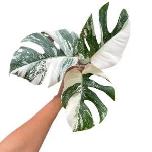 Monstera Albo Variegated Live Plant - Rare Collector Houseplant - White & Green Foliage - Image 1