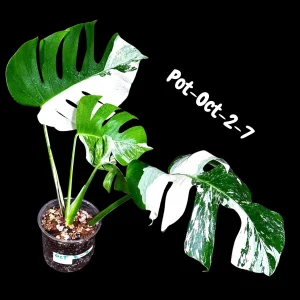 Monstera Albo Variegated Live Plant - Rare Collector Houseplant - White & Green Foliage - Image 4
