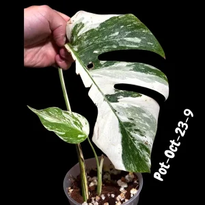 Monstera Albo Variegated Live Plant - Rare Collector Houseplant - White & Green Foliage - Image 7