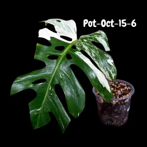 Monstera Albo Variegated Live Plant - Rare Collector Houseplant - White & Green Foliage - Image 9