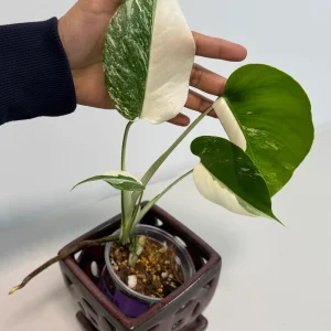 Monstera Albo Variegated Live Plant – Rare Indoor Houseplant – White & Green Foliage - Image 4