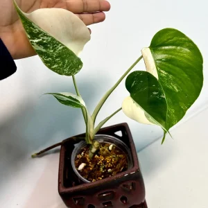 Monstera Albo Variegated Live Plant – Rare Indoor Houseplant – White & Green Foliage - Image 5