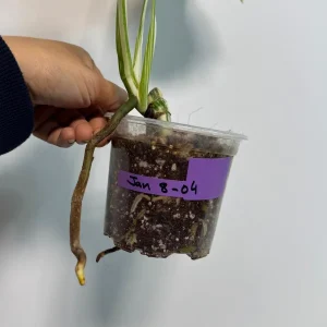 Monstera Albo Variegated Live Plant – Rare Indoor Houseplant – White & Green Foliage - Image 6