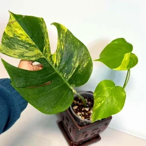 Monstera Aurea Variegated Borsigiana Live Plant - Potted Houseplant - Image 1