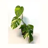 Monstera Aurea Variegated Borsigiana Live Plant - Potted Top Cut Houseplant - Image 1