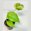 Monstera Aurea Variegated Borsigiana Live Plant - Potted Houseplant - Image 1