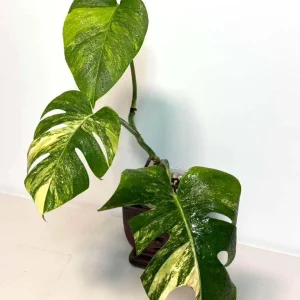 Monstera Aurea Variegated Borsigiana Live Plant - Potted Top Cut Houseplant - Image 2