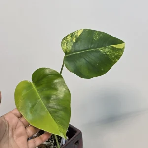 Monstera Aurea Variegated Borsigiana Live Plant - Potted Houseplant - Image 3