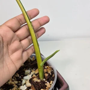 Monstera Aurea Variegated Borsigiana Live Plant - Potted Houseplant - Indoor - Image 3