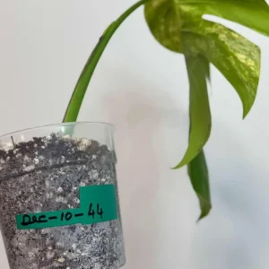 Monstera Aurea Variegated Borsigiana Live Plant - Potted Houseplant - Image 4