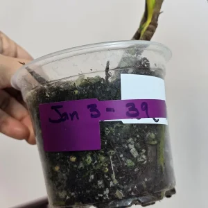 Monstera Aurea Variegated Borsigiana Live Plant - Potted Houseplant - Image 6