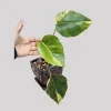 Monstera Aurea Variegated Borsigiana Live Plant - Potted Houseplant - Image 1