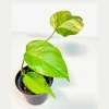 Monstera Aurea Variegated Borsigiana Live Plant – Potted Houseplant – Indoor - Image 1