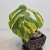 Monstera Aurea Variegated Borsigiana Live Plant - Potted Houseplant - Indoor - Image 1