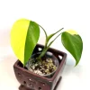 Monstera Aurea Variegated Borsigiana Live Plant - Rare Indoor Houseplant - Image 1