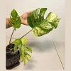 Monstera Aurea Variegated Borsigiana Live Plant - Rare Tropical Houseplant - Image 1