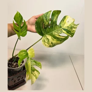 Monstera Aurea Variegated Borsigiana Live Plant - Rare Tropical Houseplant - Image 1