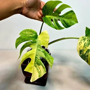 Monstera Aurea Variegated Borsigiana Live Plant - Rare Indoor Houseplant - Image 2