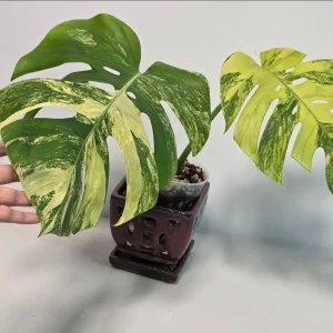 Monstera Aurea Variegated Borsigiana Live Plant - Rare Tropical Houseplant in Nursery Pot - Image 2