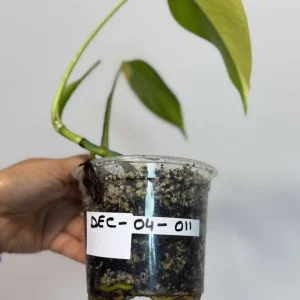 Monstera Aurea Variegated Borsigiana Live Plant - Rare Indoor Houseplant - Image 3