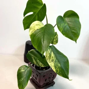 Monstera Aurea Variegated Borsigiana Live Plant - Rare Tropical Houseplant - Image 3