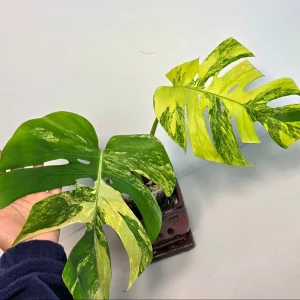 Monstera Aurea Variegated Borsigiana Live Plant - Rare Tropical Houseplant in Nursery Pot - Image 3