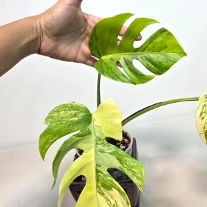 Monstera Aurea Variegated Borsigiana Live Plant - Rare Indoor Houseplant - Image 4