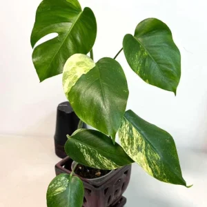 Monstera Aurea Variegated Borsigiana Live Plant - Rare Tropical Houseplant - Image 4