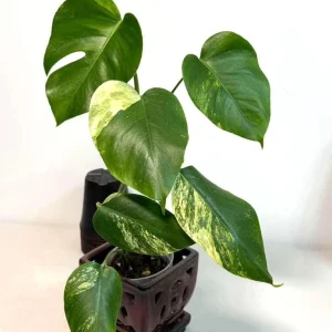 Monstera Aurea Variegated Borsigiana Live Plant - Rare Tropical Houseplant - Image 5