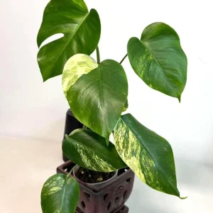 Monstera Aurea Variegated Borsigiana Live Plant - Rare Tropical Houseplant - Image 6