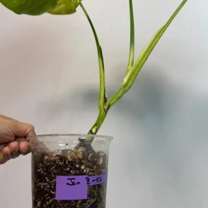 Monstera Aurea Variegated Borsigiana Live Plant - Rare Tropical Houseplant - Potted - Image 7